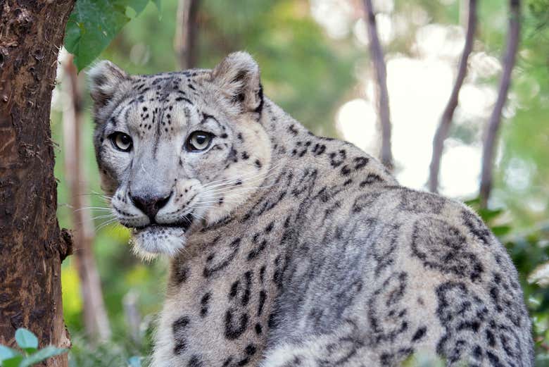 Um exemplar de leopardo-das-neves