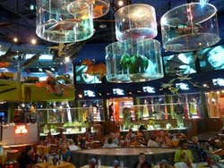 Planet Hollywood NY
