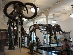 Museu História Natural, dinossauros